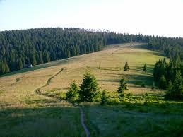 Turbacz